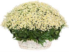 Цветочная композиция из Ромашки в корзине #REPLACE_PRED# Озерске